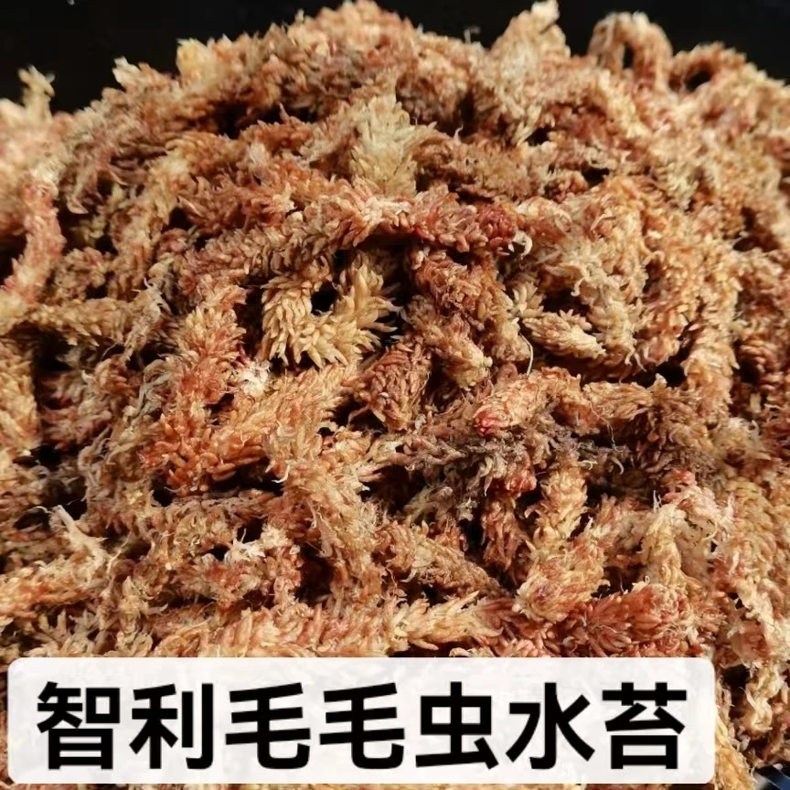 【智利•毛毛虫水苔】石斛卡特兰种植植料（大概挑杂质筛碎末微微潮）
