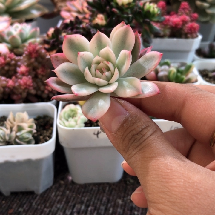 不知名砍头有小杆子