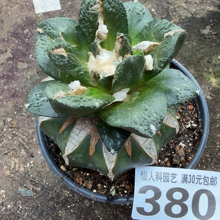 无花朵380大尤勃氏牡丹东四