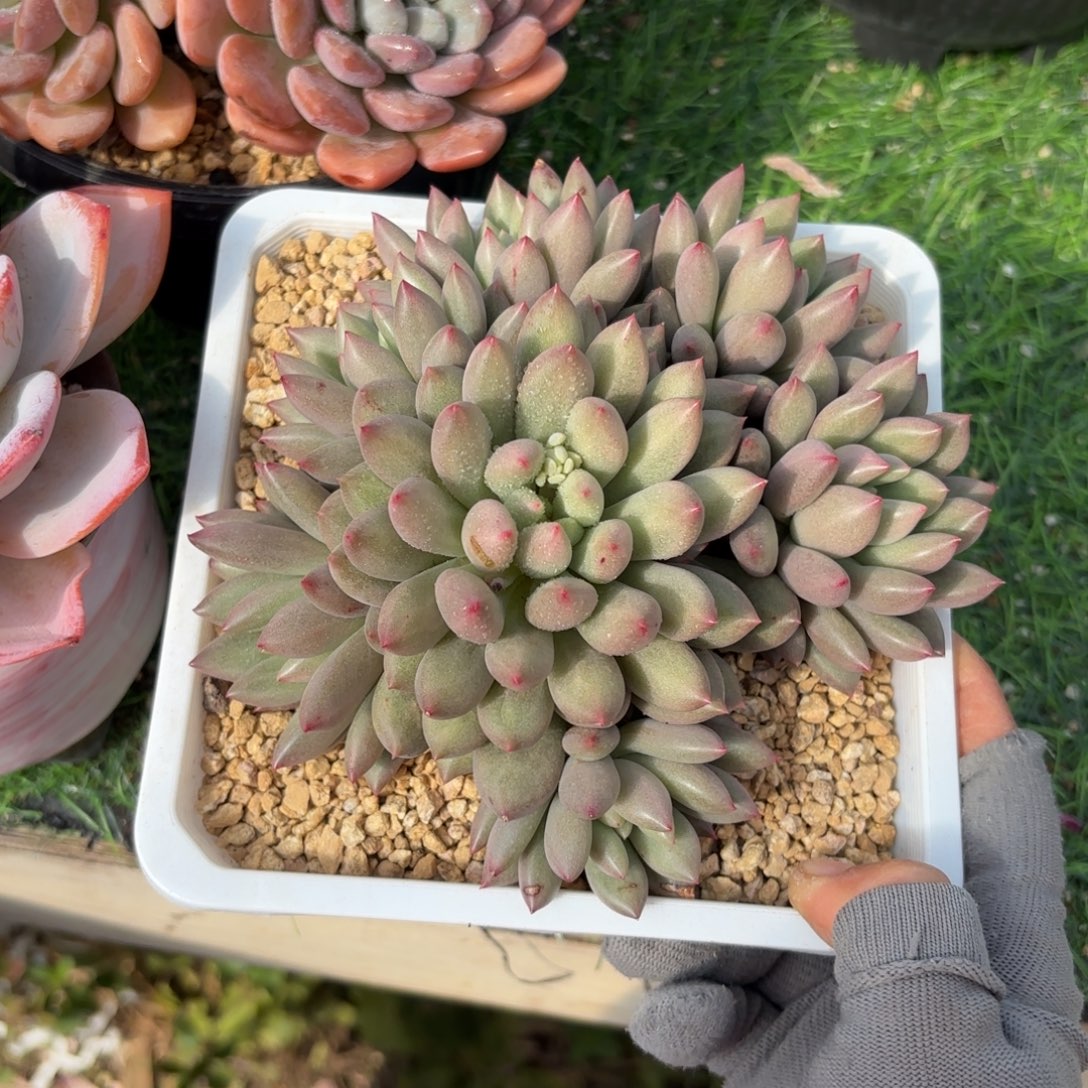 岩子多肉48888888888