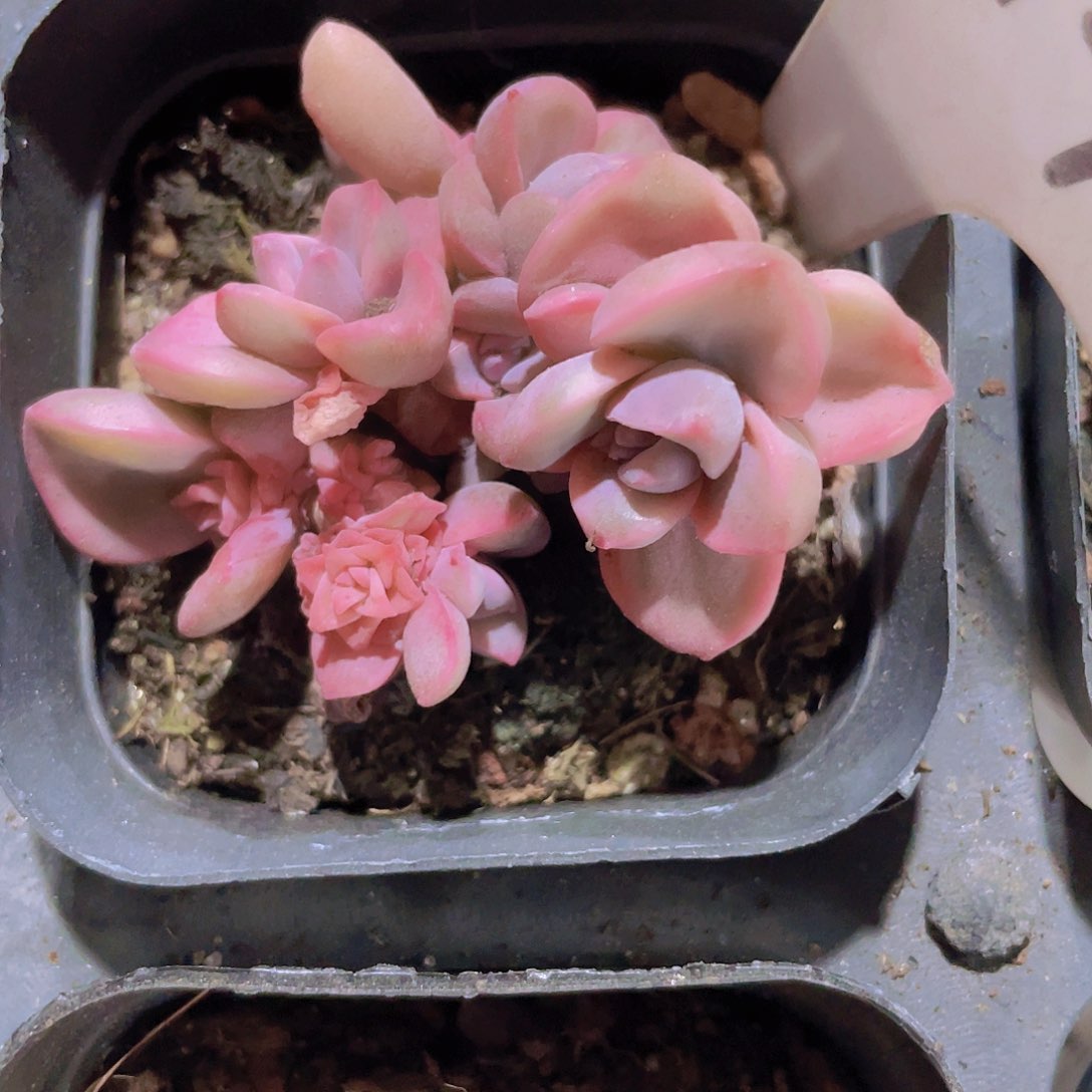 石化彩虹糖拉丝锦w014一物一拍多肉