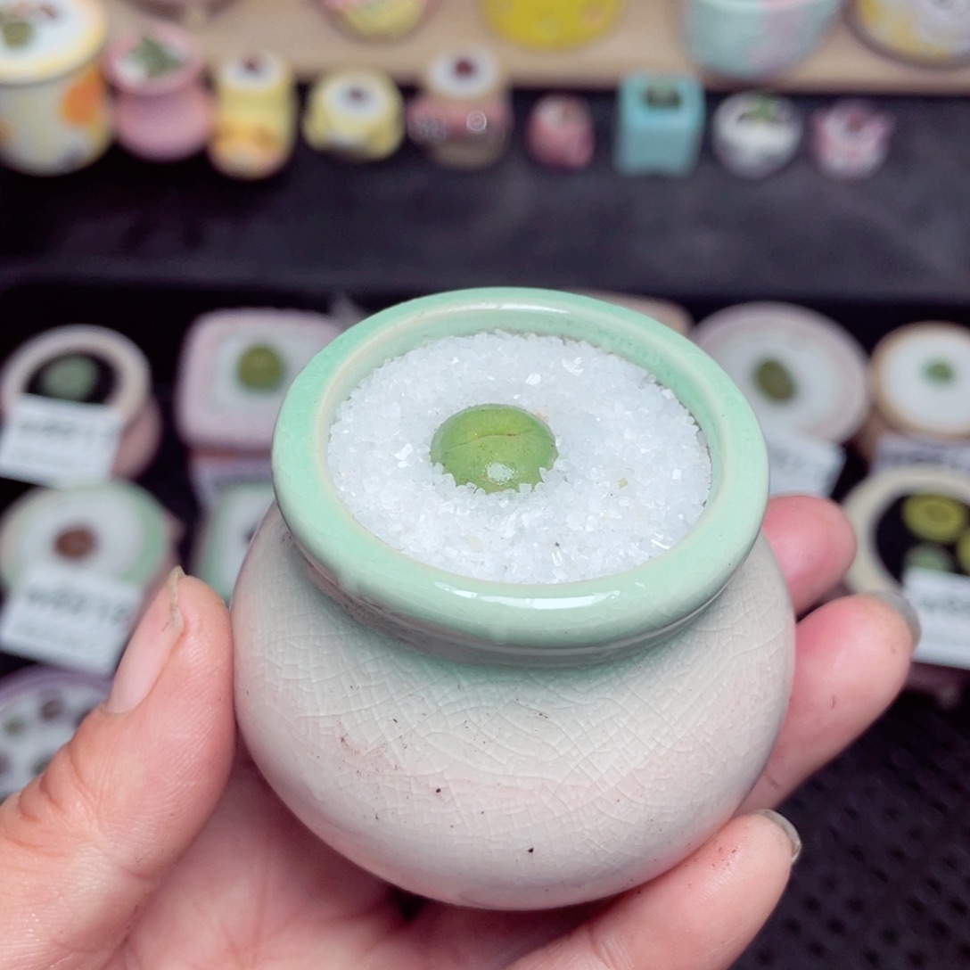 w8826 带盆土发货-零下地区拍保温箱