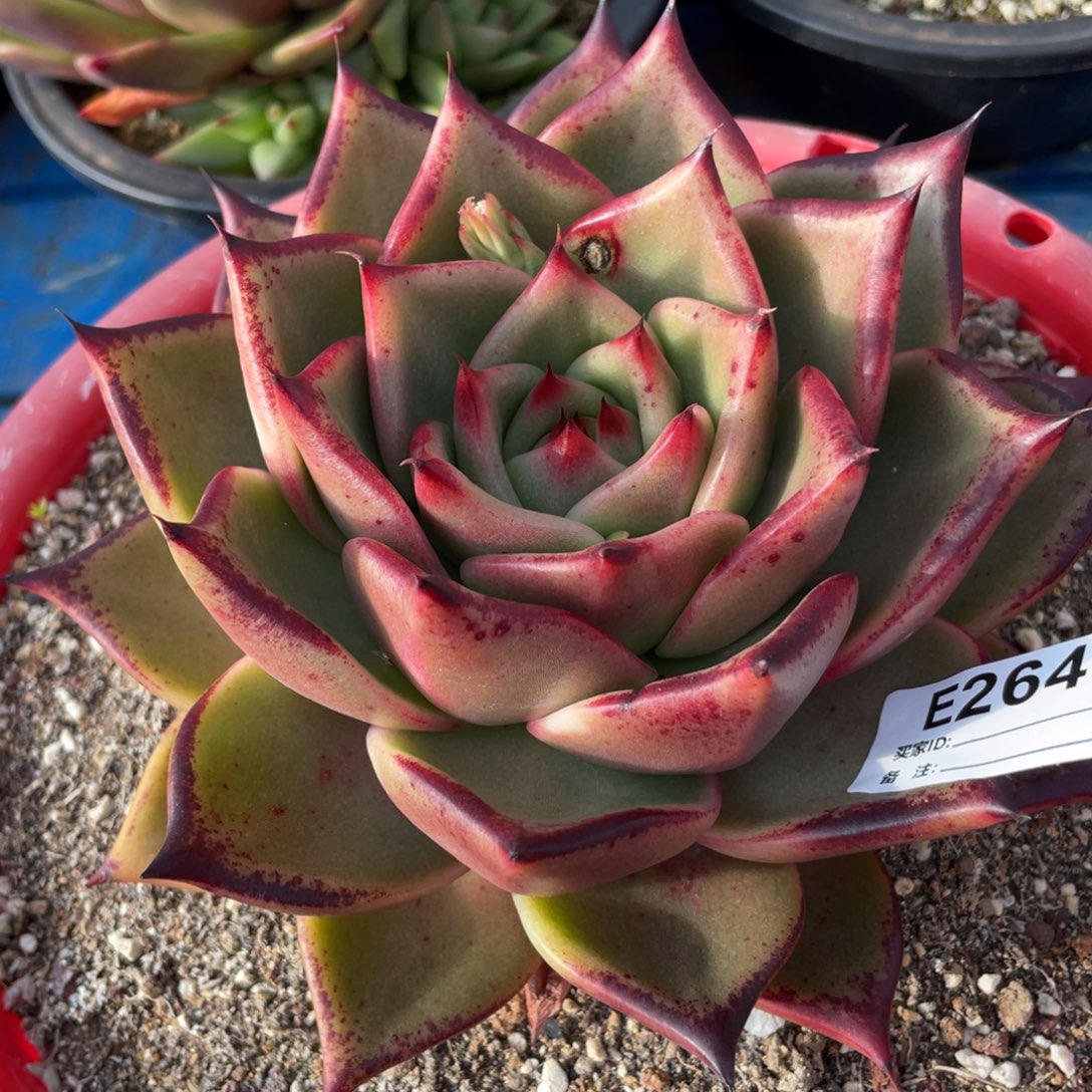 无花朵若如东云单拍E264