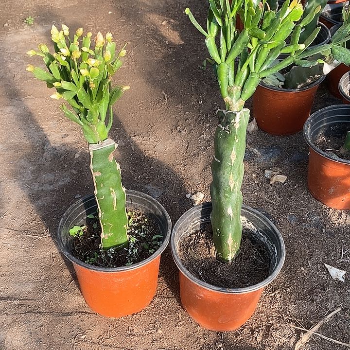 无花朵瑕疵苗028➕雅思新疆不包邮