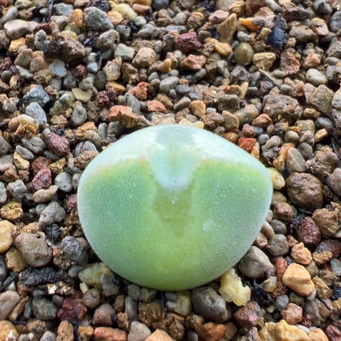 19多肉单头优选猫耳空蝉一棵特