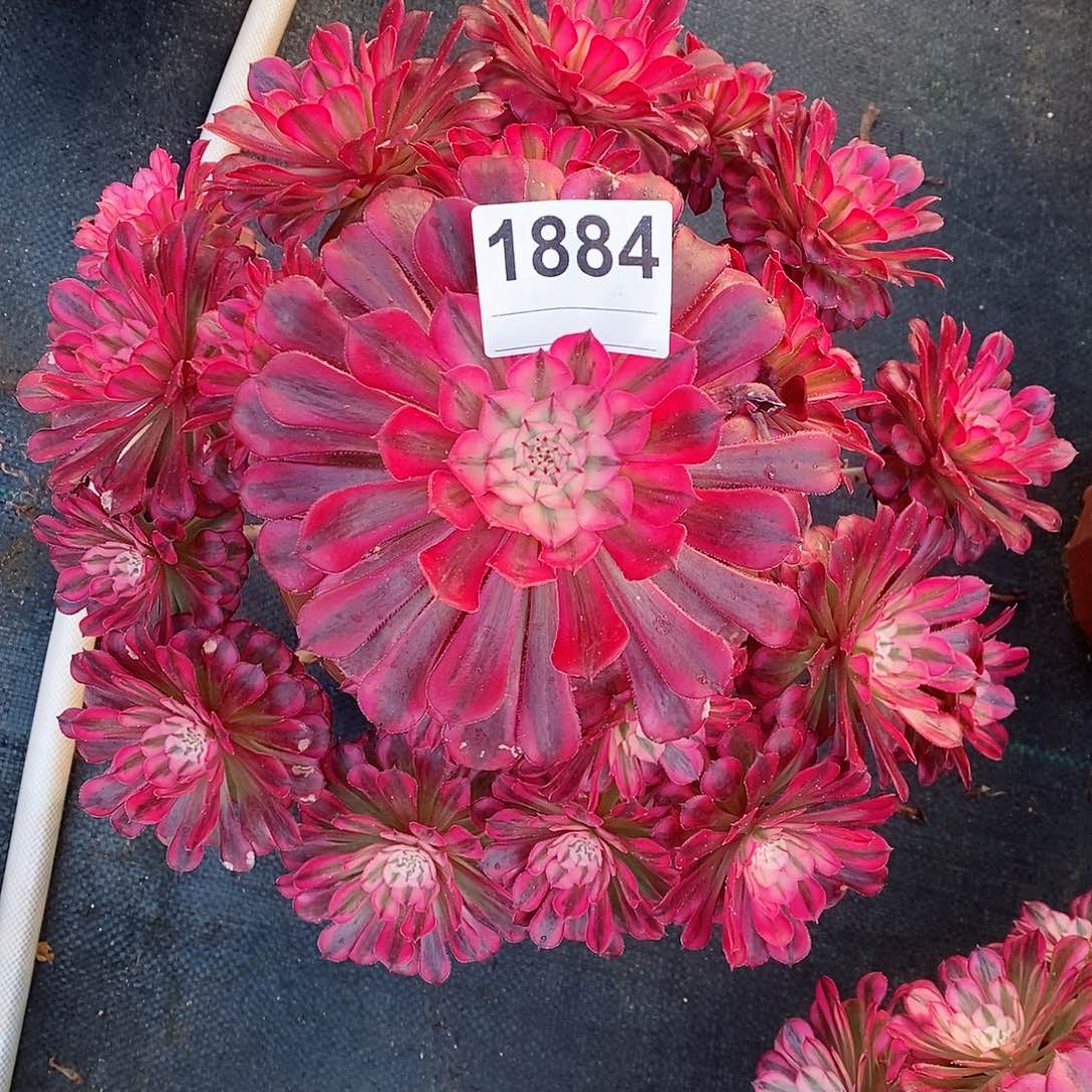 红陶转**路1884红铜白4多肉