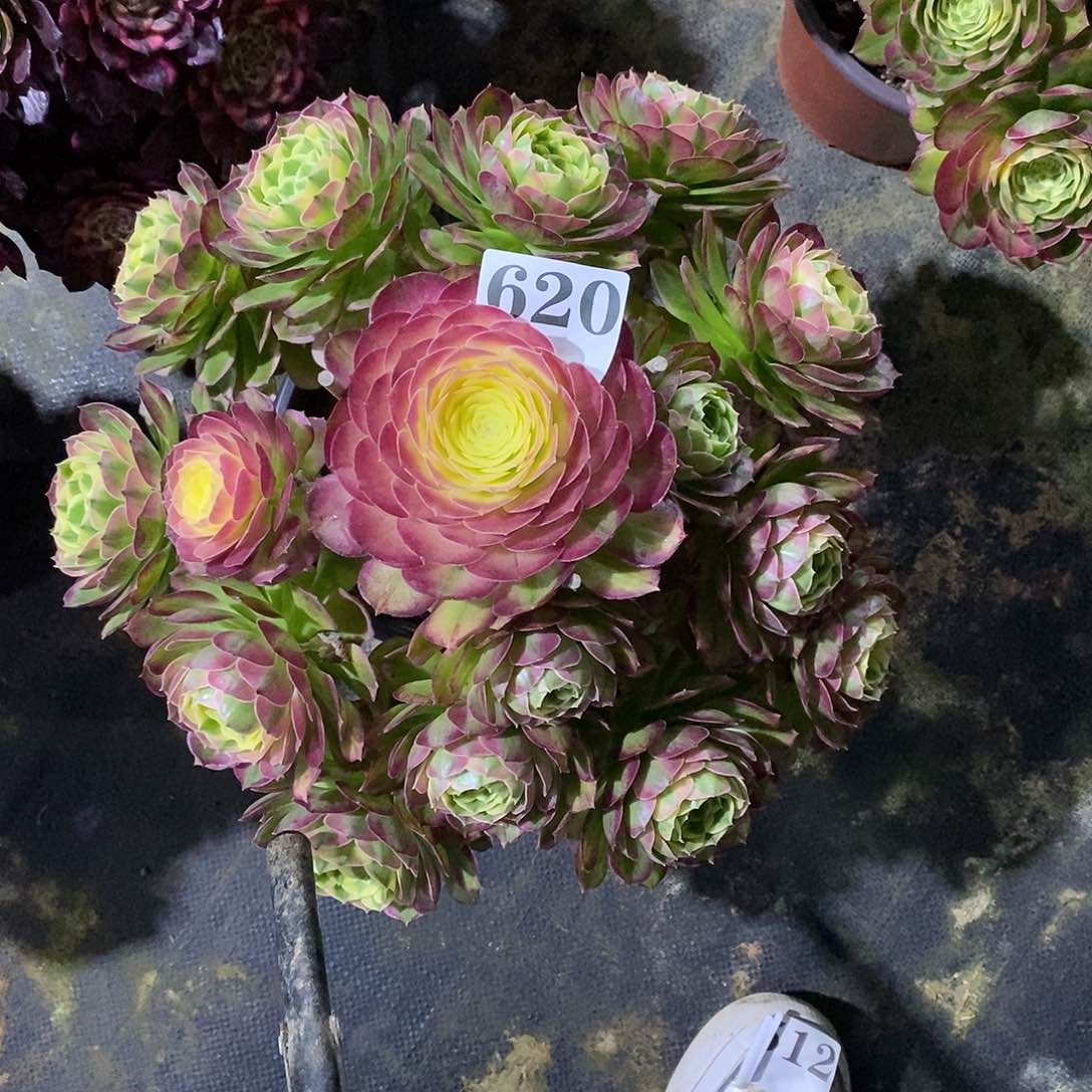 海王620多肉法师植物