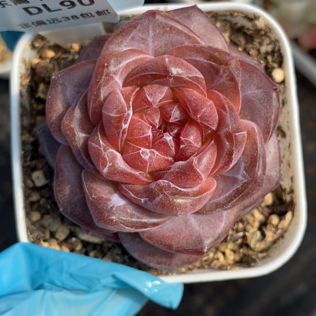 90东篱下多肉植物盆栽