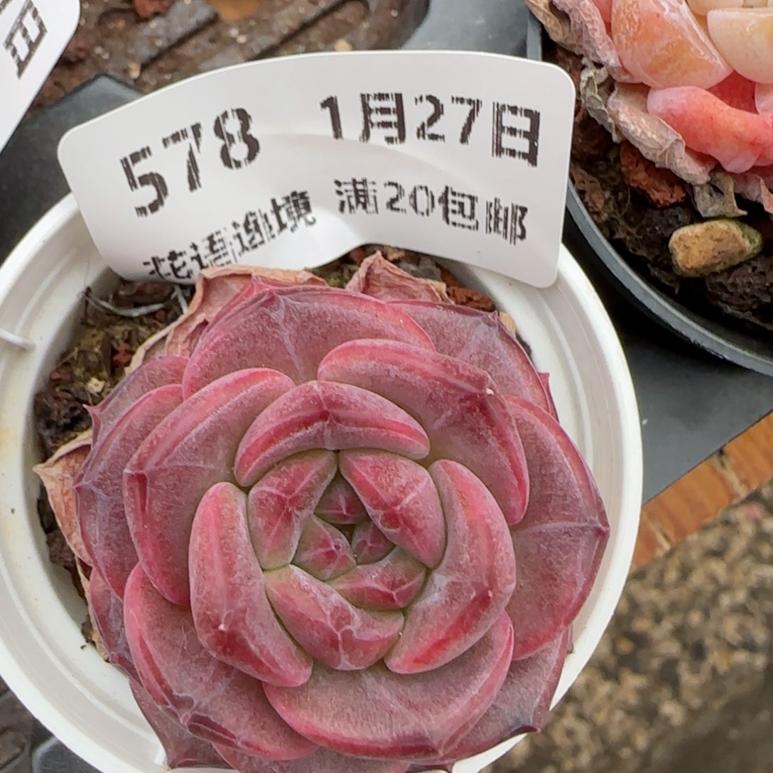 花语逸镜0127-578