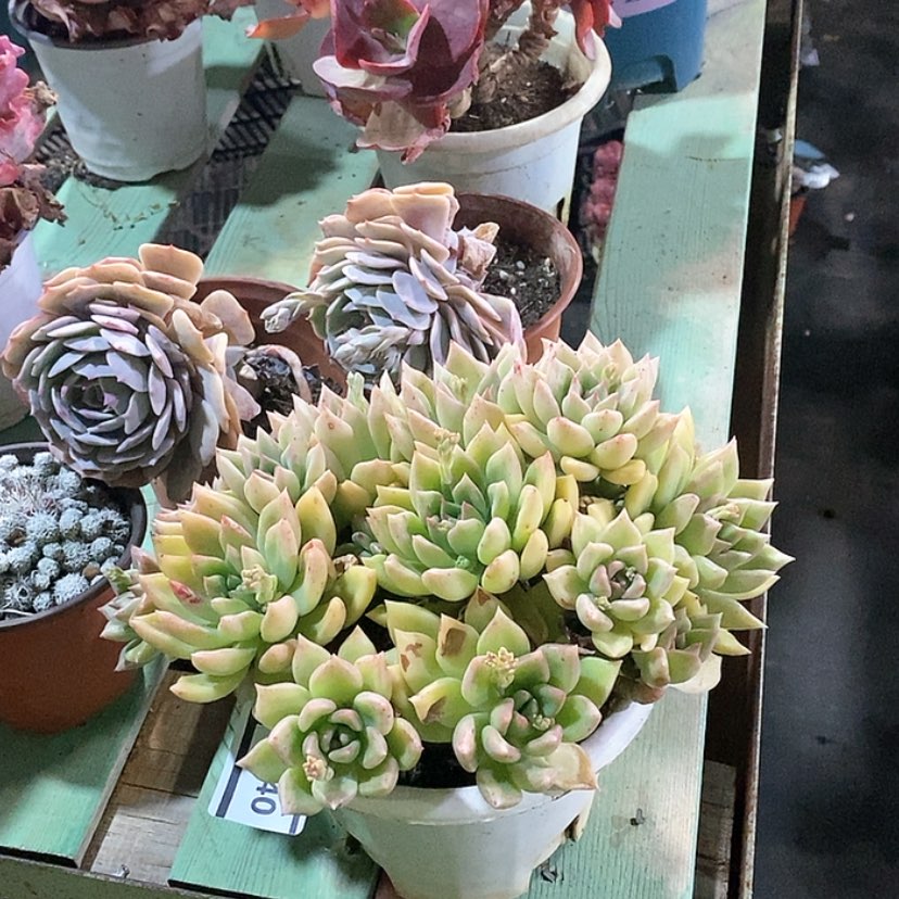 【闪购商品】璀璨1740