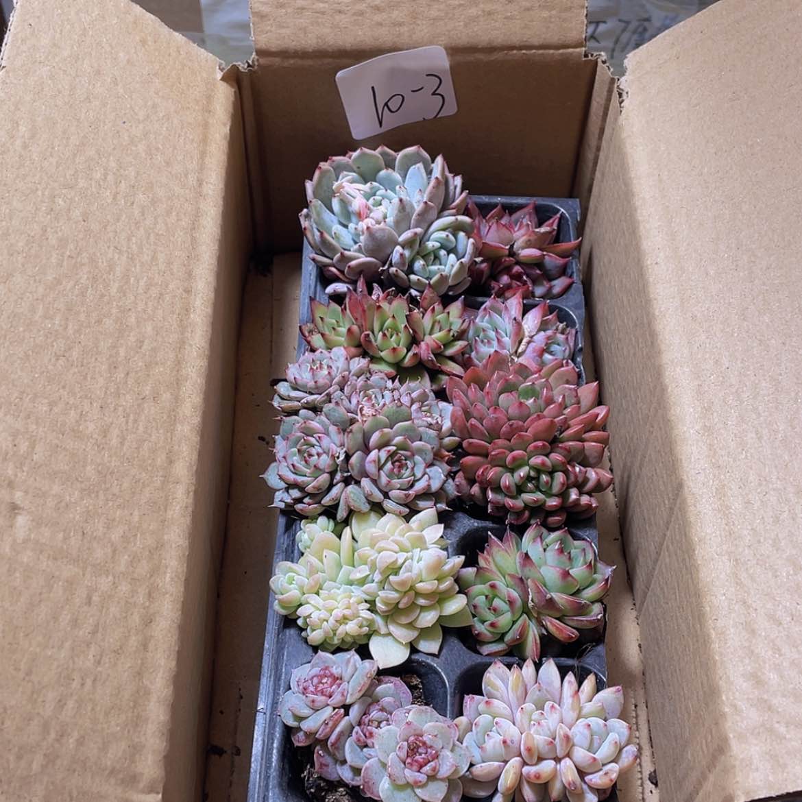 【闪购商品】10颗-3