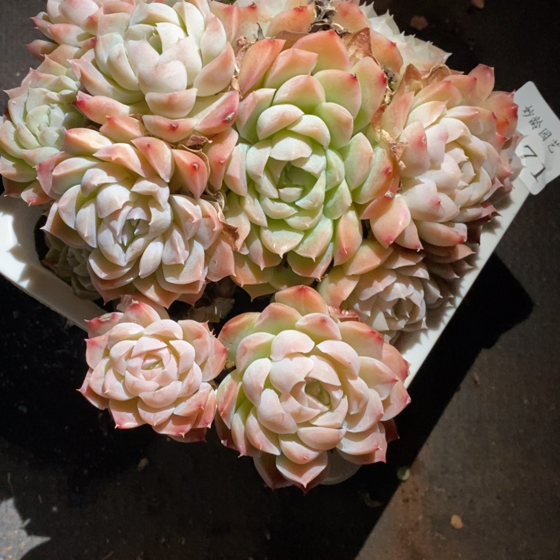 8171不包整散掉头