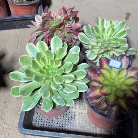 379多肉植物组合