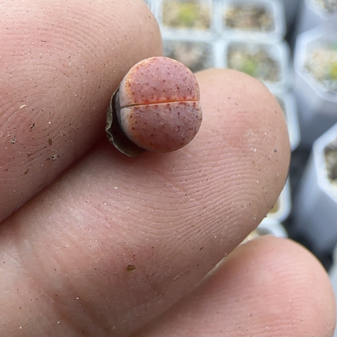 618小迷你饼干218 清框福利30包邮