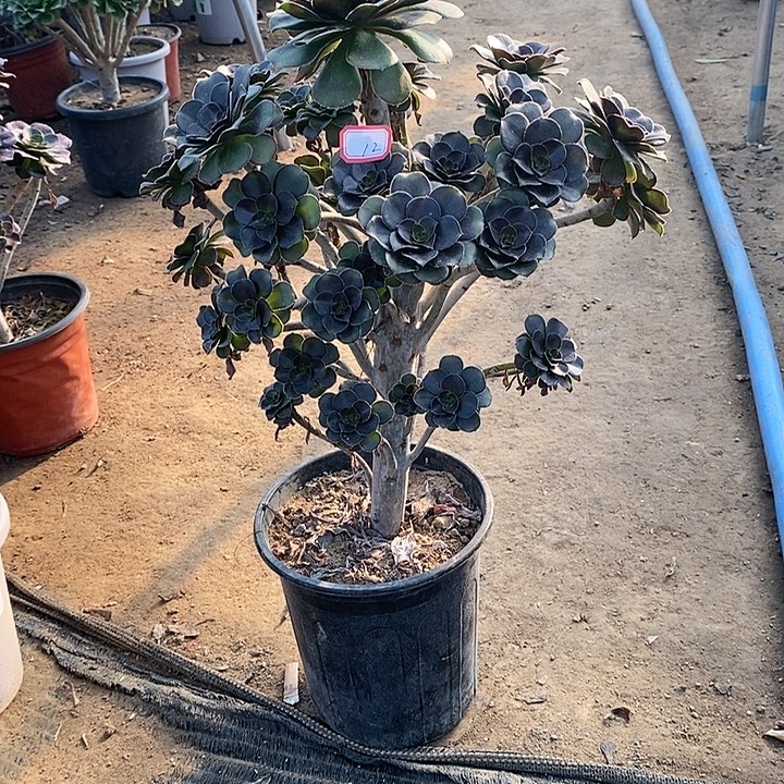 12，灰圆叶多肉法师多肉法师