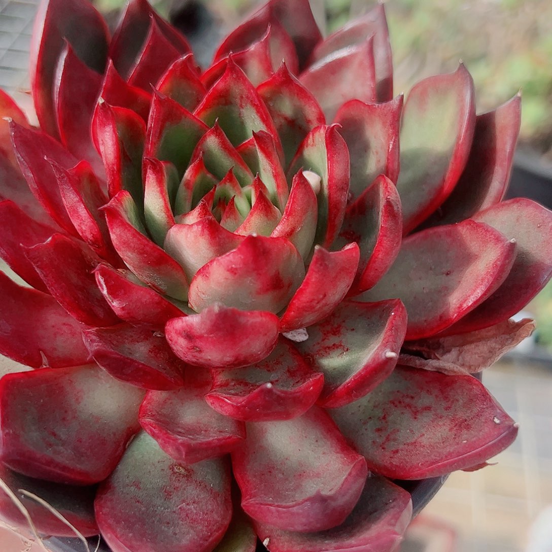 野马冬云大单头精品