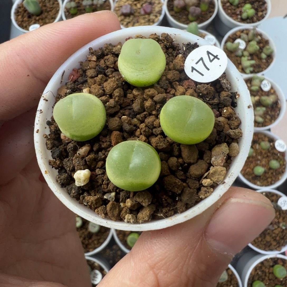 拉登一颗脱土1740000