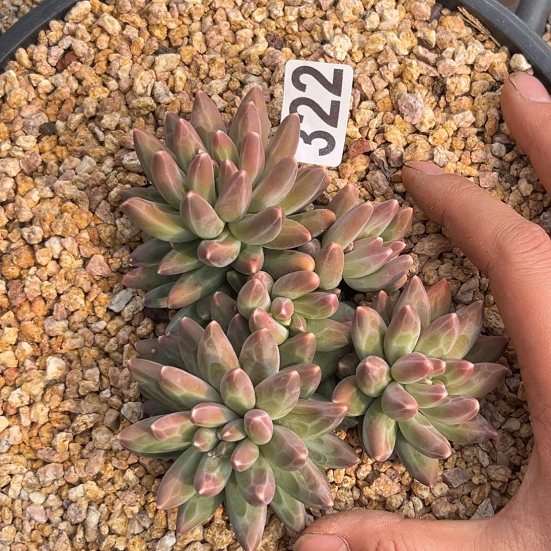 多肉植物伊卡鲁斯322