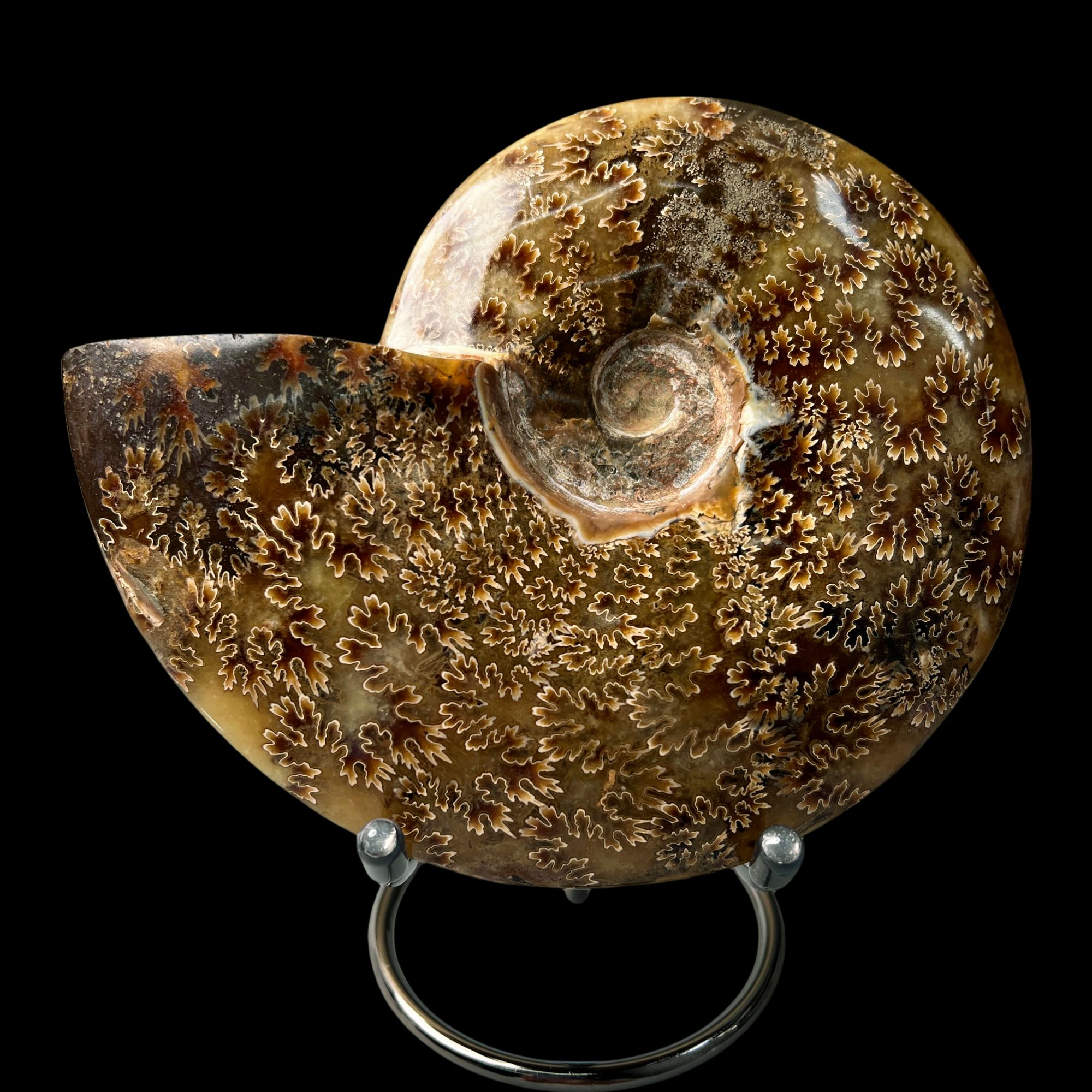 【 叶菊石（摆件）】155.2mm 玉化 马达加斯加 BZ 古贝壳N-1  F13