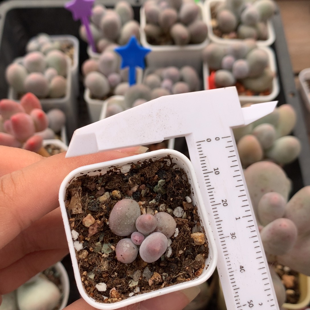 米可 不凑满28发一片叶片到付