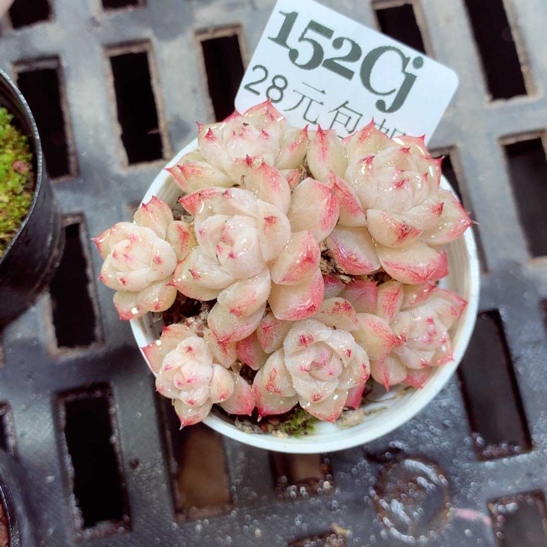 5厘米盆精控多肉152