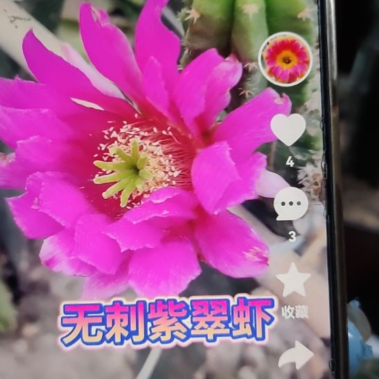 仙人球紫翠虾侧芽