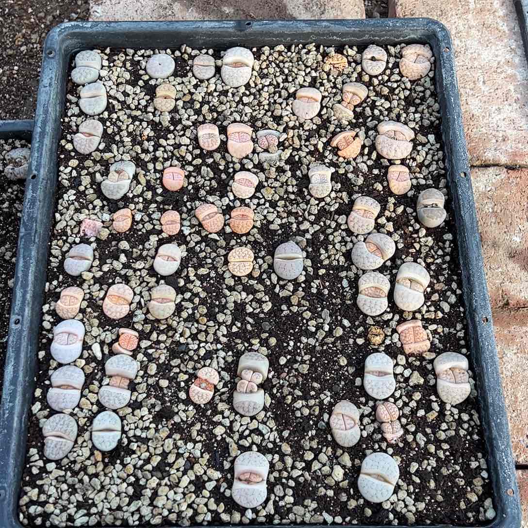 清框荒玉脱土发看好再拍
