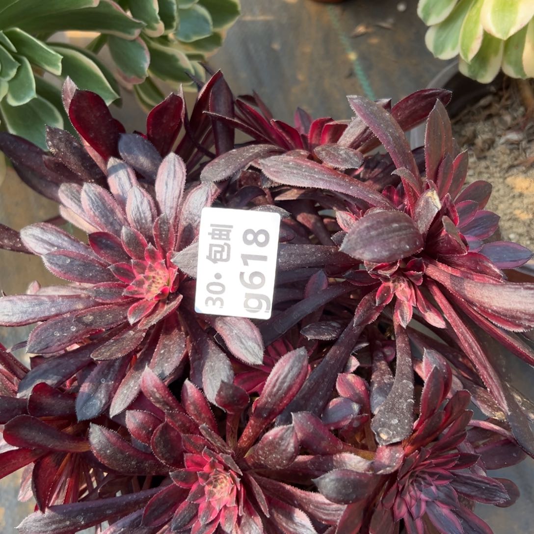 618黑天鹅多肉法师