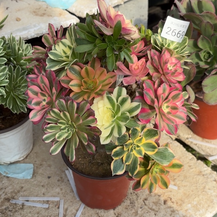 七彩树多肉法师2669