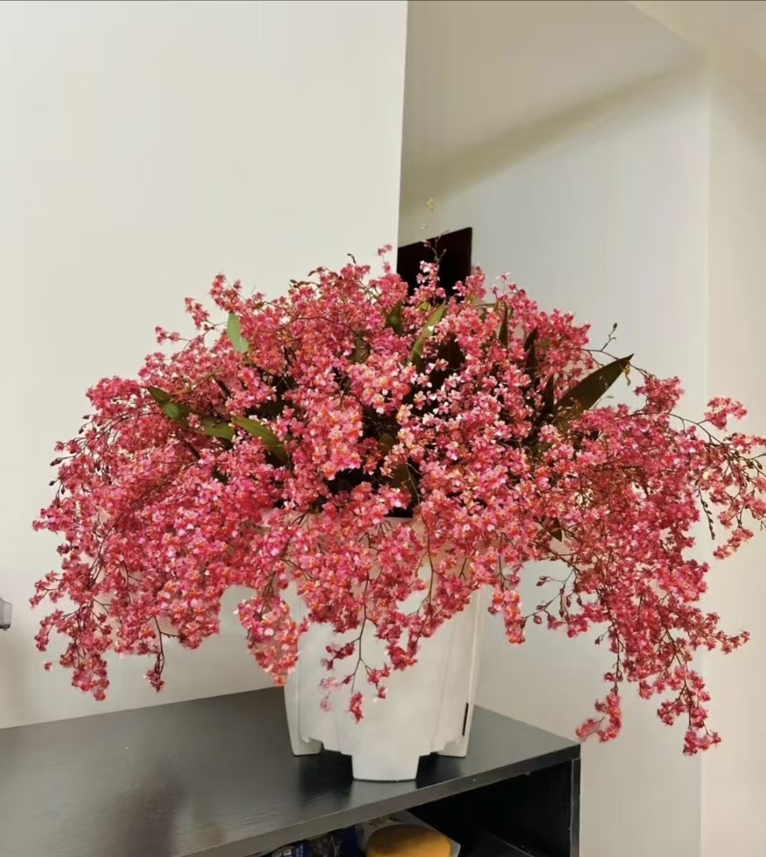 0度以下拍保温A【蜜桃】梦香兰浓香兰花苗好养易活室内外花卉绿植