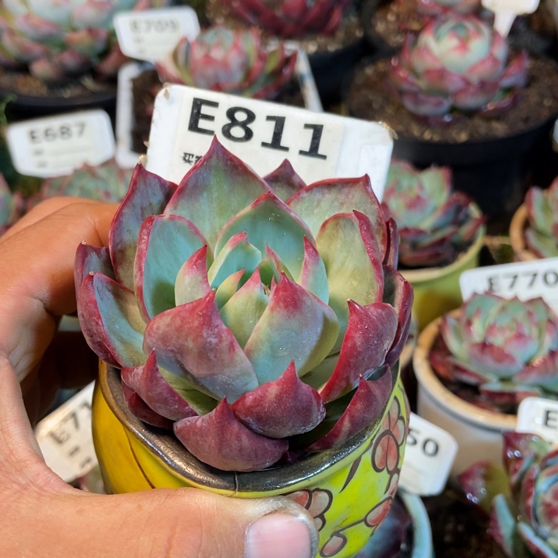 惊鸿一瞥811号楼