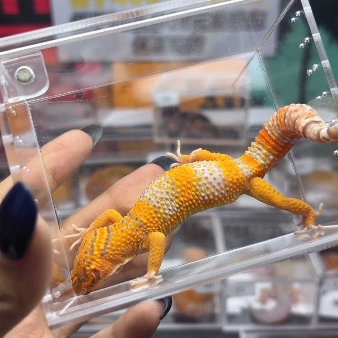 豹纹守宫超级橘白T26