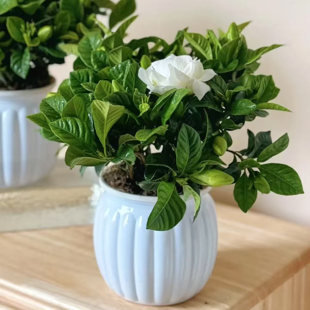 【带花苞】盆栽花卉室内植物花苞栀子花鲜花净化空气开花好养