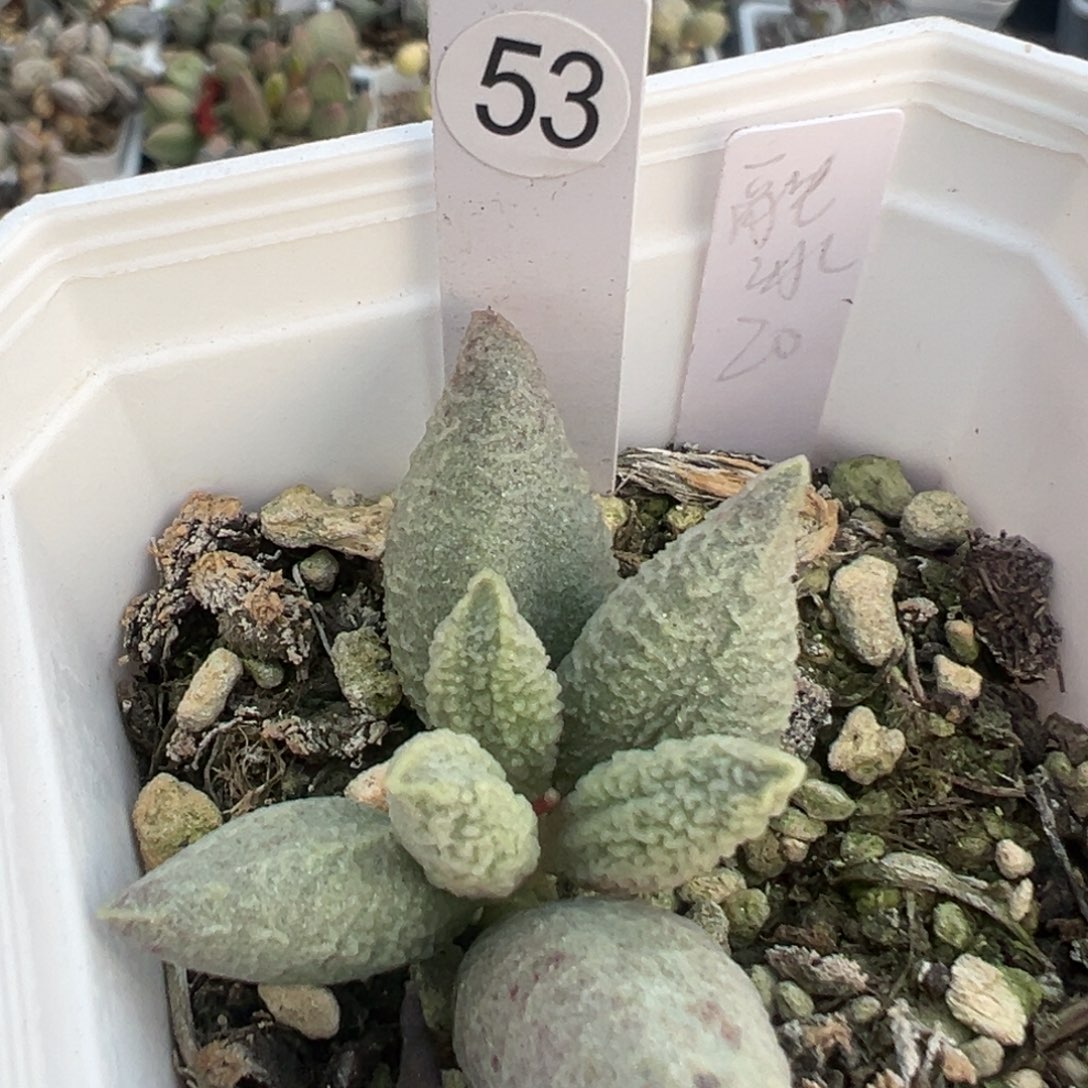 融冰大苗多肉植物53