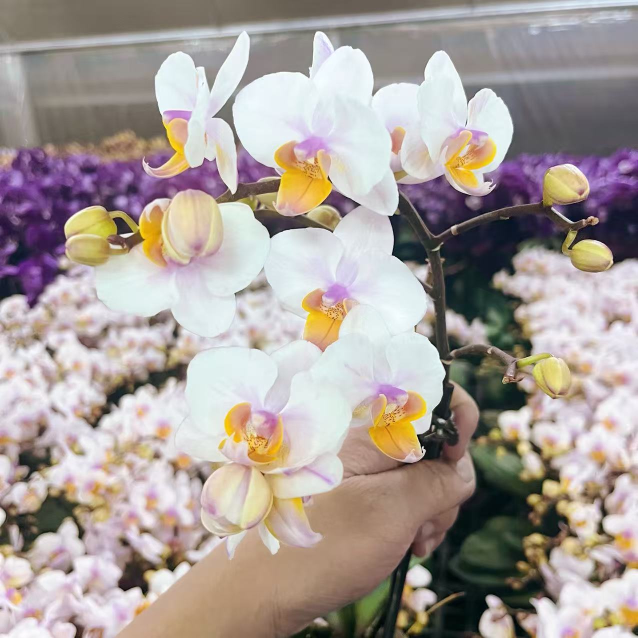 蝴蝶兰【豆蔻年华】 蝴蝶兰室内花花 广州基地直发