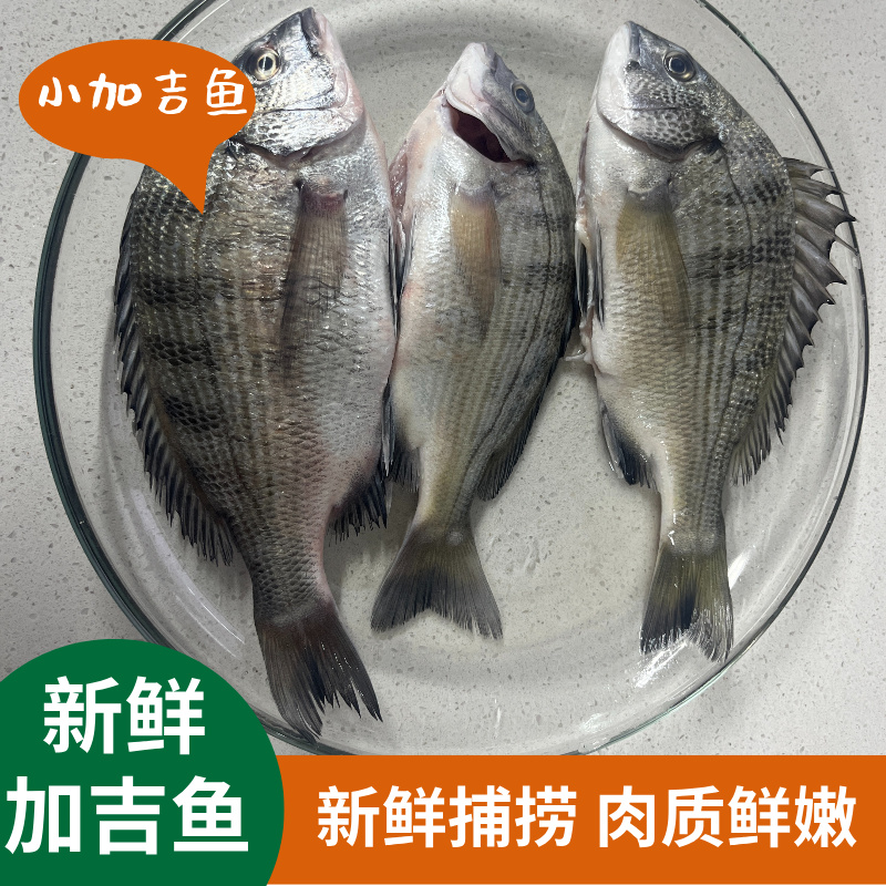 新鲜加吉鱼真鲷鱼海鲜鲷鱼现捕海鲜铜盆鱼加立鱼