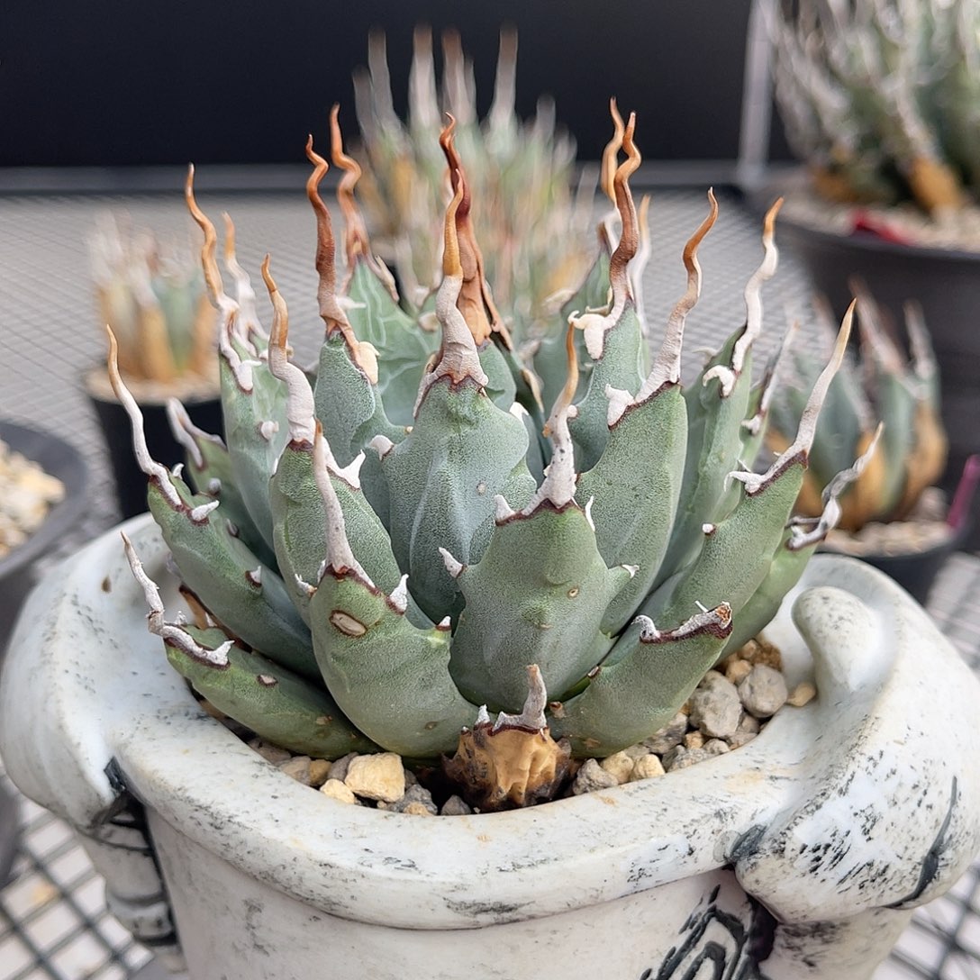 东***外曲刺妖炎曲刺妖炎