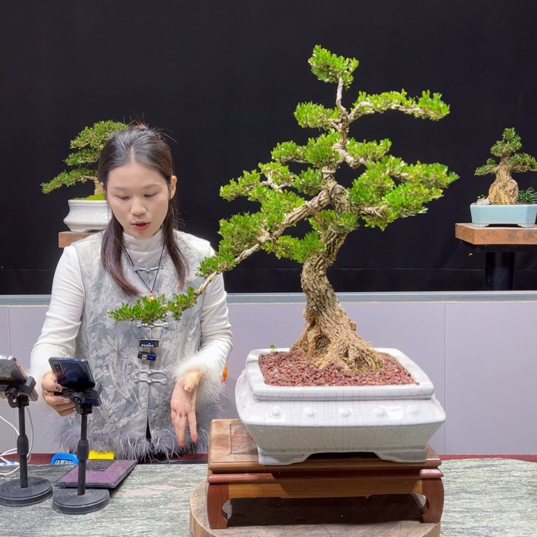 绿植黄杨盆景盆景