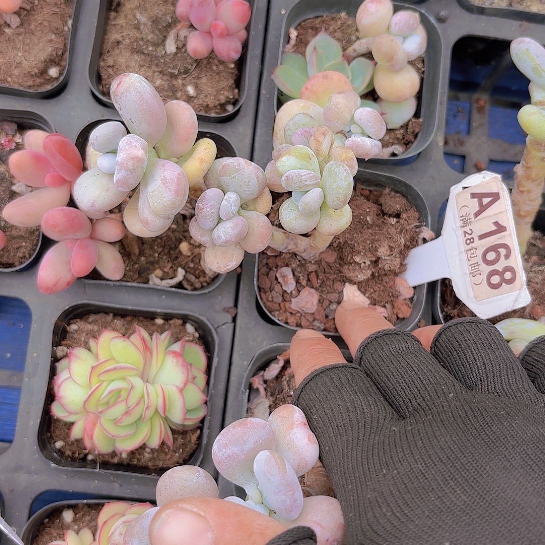 A168油煎丸子四头一物一拍