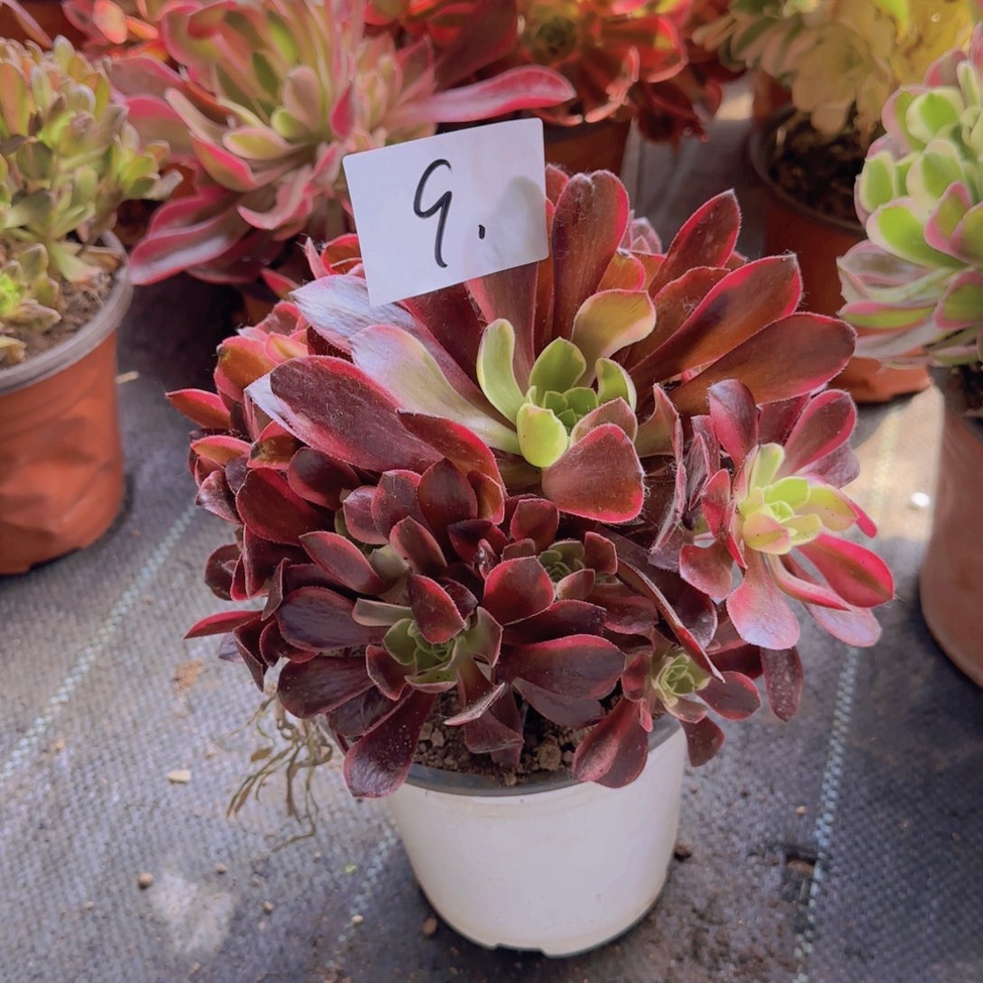 9号。金丝雀。冠服20