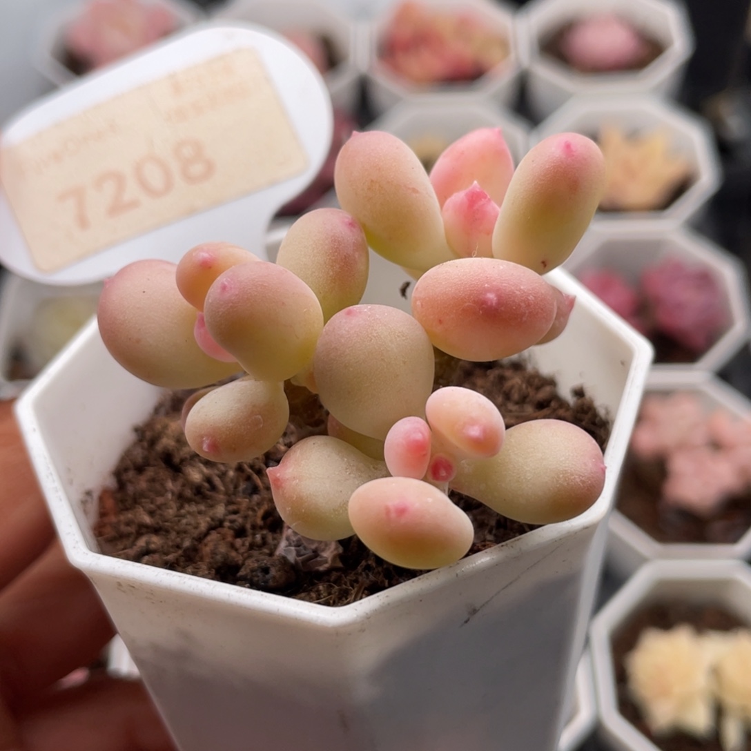 苹果奶7208-5.0厘米