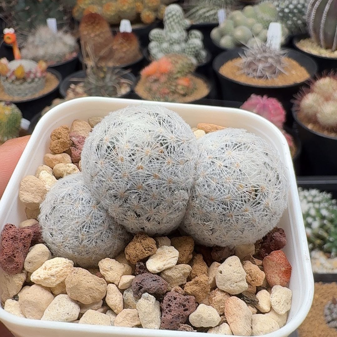 实生羽姬玉脱土发货