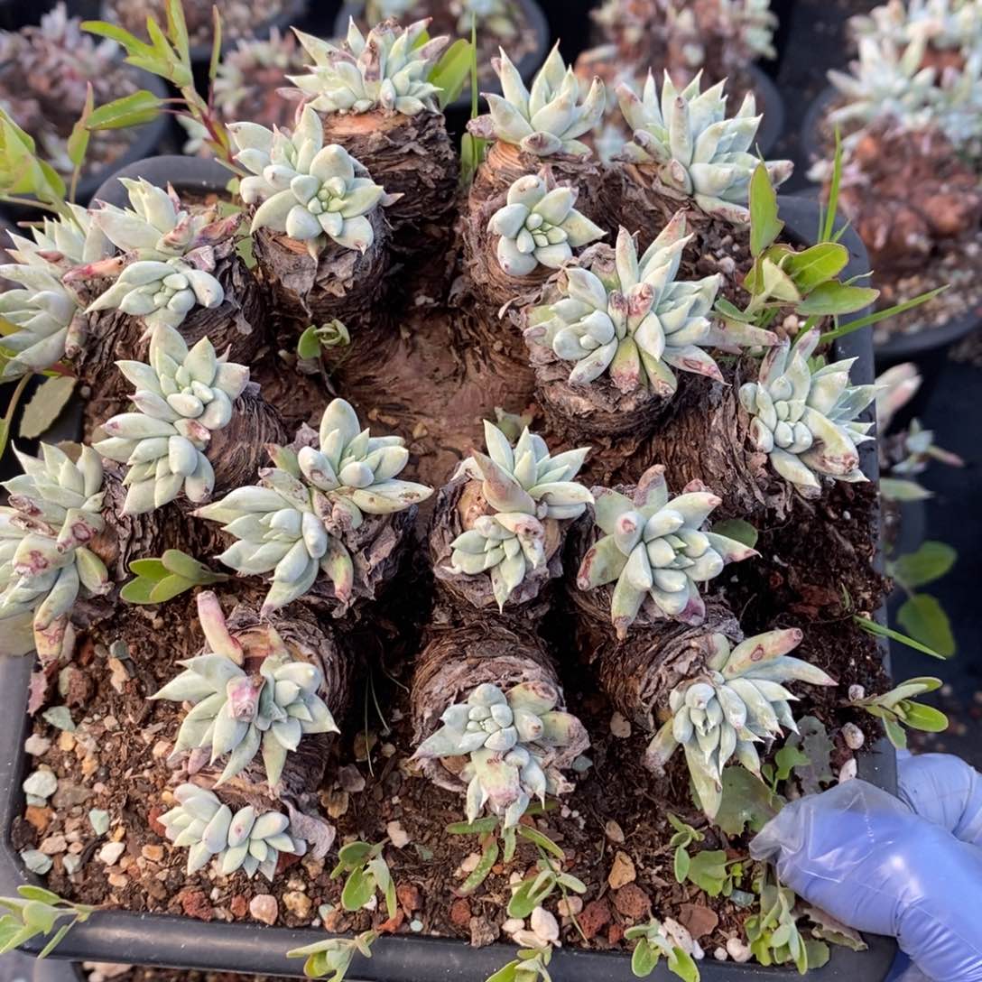 1909花哈哈哈哈哈哈哈哈哈哈哈哈