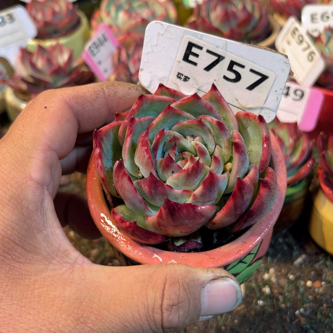 惊鸿一瞥757号多肉