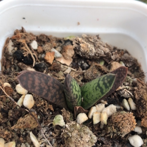 暴风雪蜗牛蜗牛蜗牛