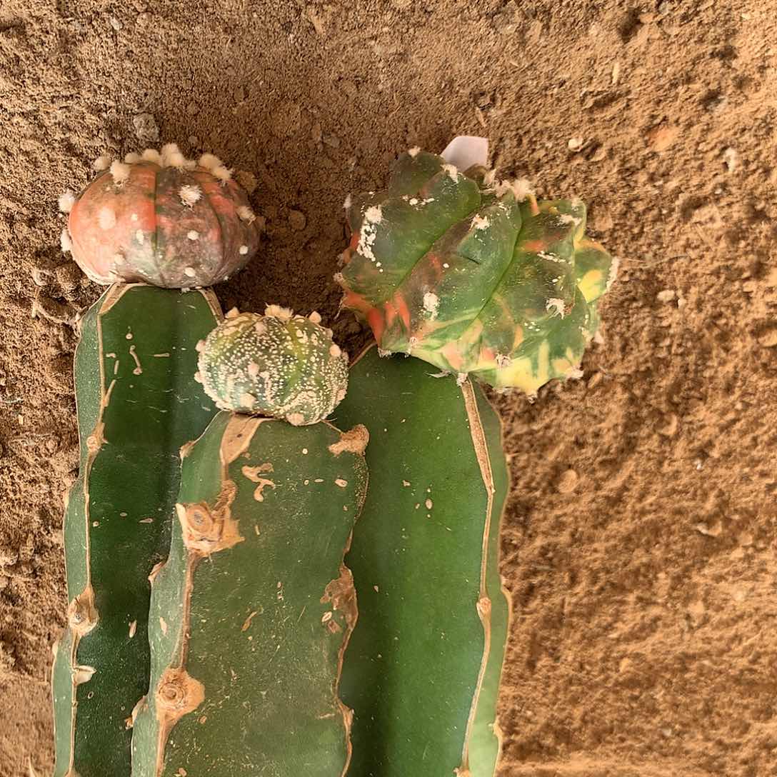 【闪购商品】a****i一玉两兜兜