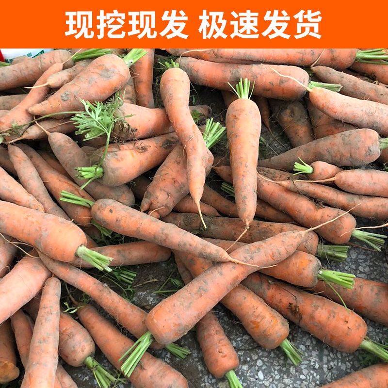 【顺丰包邮】新鲜现发胡萝卜