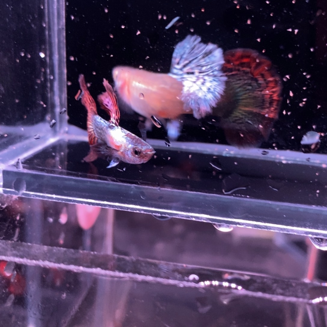 孔雀鱼菊花帆红龙一对