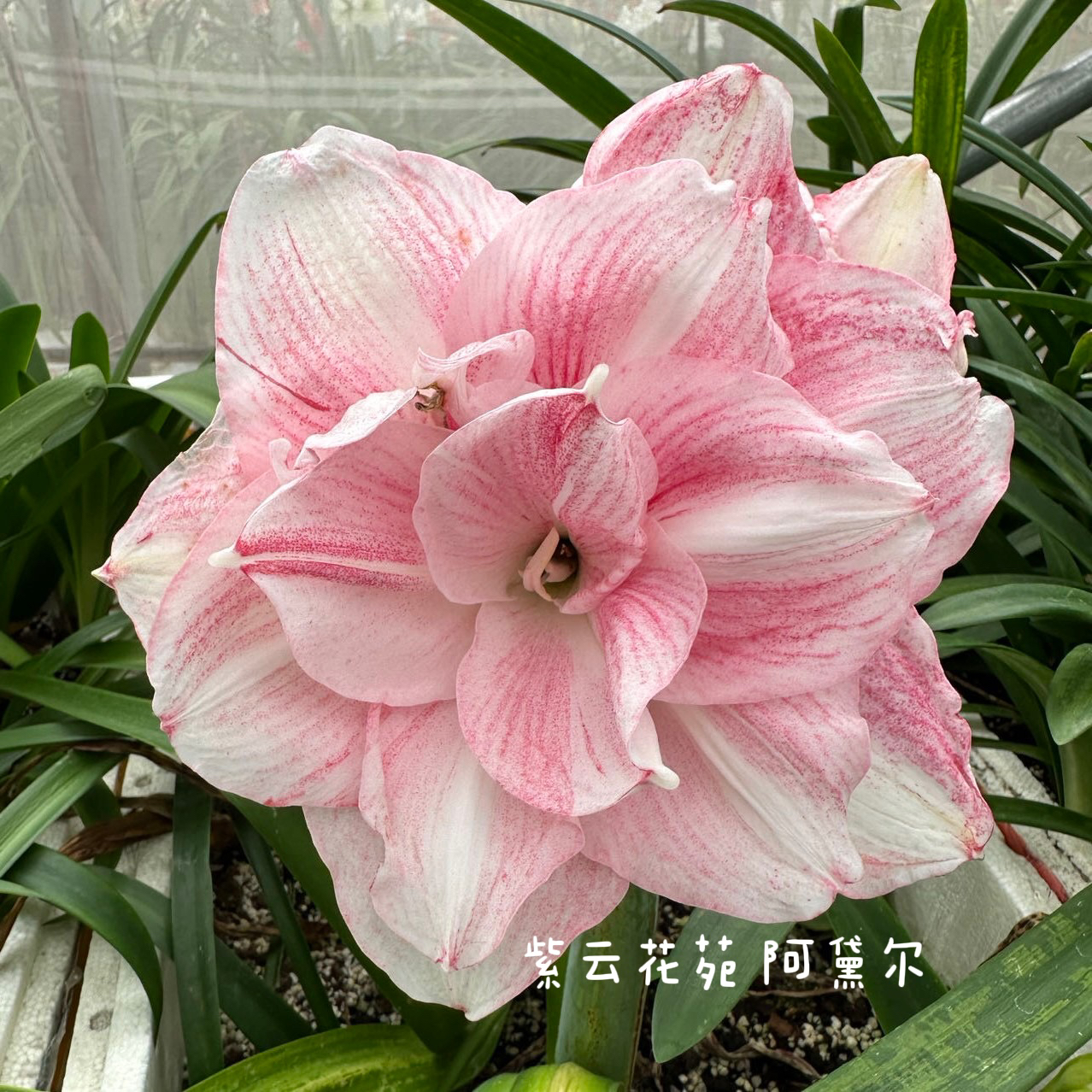 【澳朱】阿黛尔/安瑞雅/闪亮/五月奇迹/西瓜酒朱顶红种球百合花