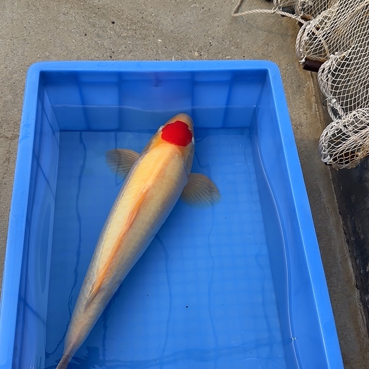海水鱼赤目芒果丹顶